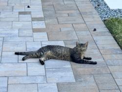 Lost Female Cat last seen John Muir Elementary School, San Jose, CA 95129