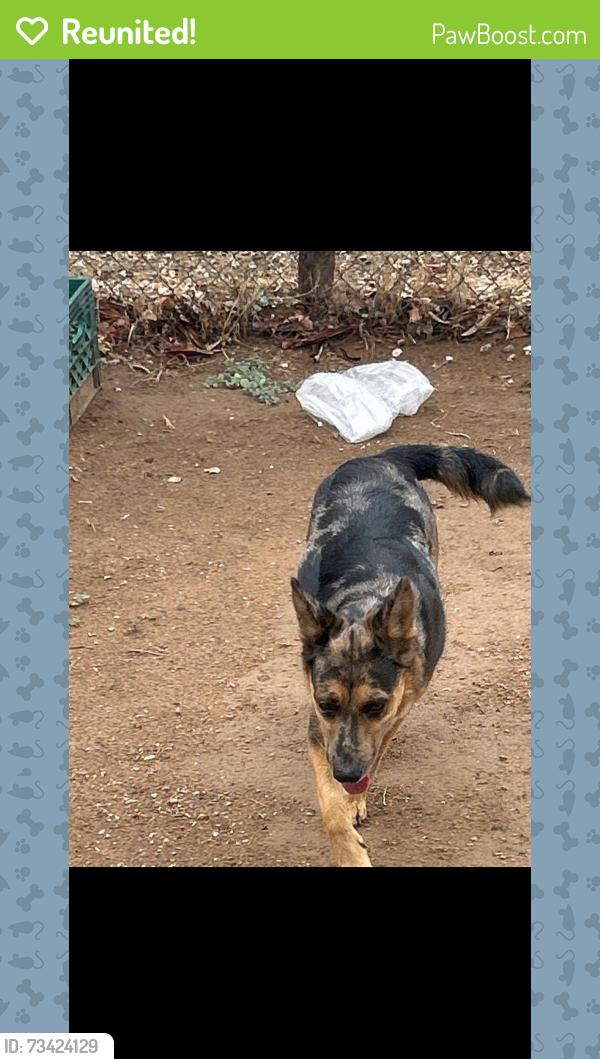 Reunited Unknown Dog last seen Near s 1st street avondale, Avondale, AZ 85323