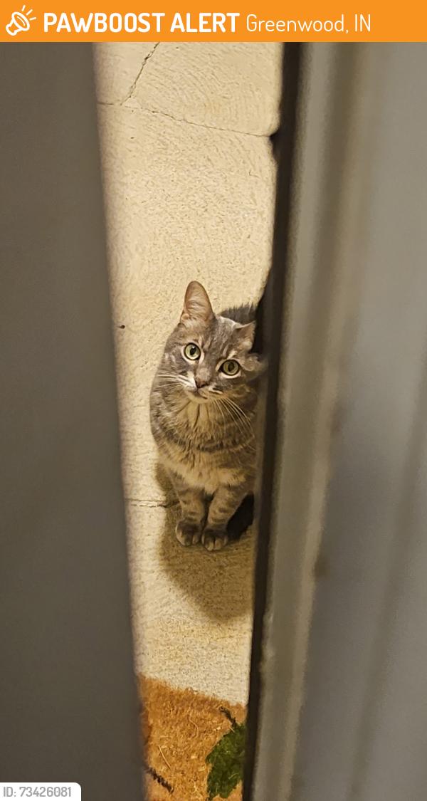 Found/Stray Unknown Cat last seen Barton farms apmts, Greenwood, IN 46142