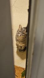 Found/Stray Unknown Cat last seen Barton farms apmts, Greenwood, IN 46142