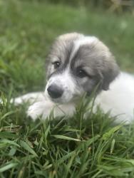 Lost Female Dog last seen Campbell rd/conley ditch, Newton County, GA 30014