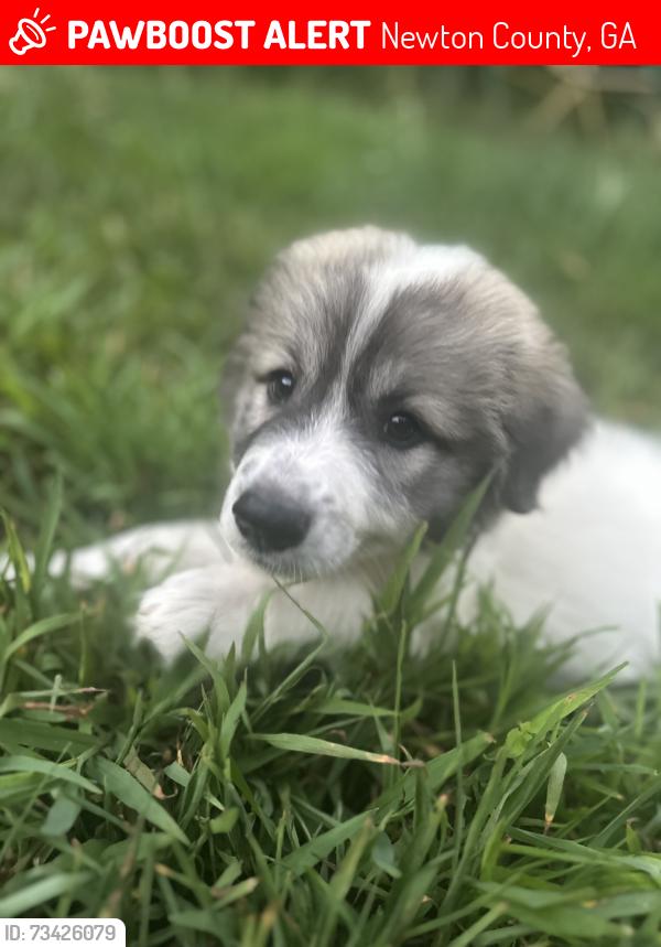 Lost Female Dog last seen Campbell rd/conley ditch, Newton County, GA 30014