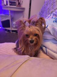 Lost Female Dog last seen 45th and Keefe, Milwaukee, WI 53216