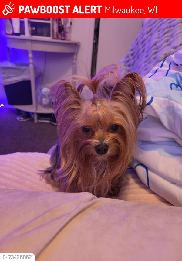 Lost Female Dog last seen 45th and Keefe, Milwaukee, WI 53216