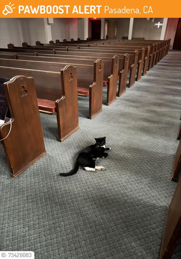Found/Stray Unknown Cat last seen Washington blvd, hill ave, Pasadena, CA 91104