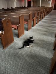 Found/Stray Unknown Cat last seen Washington blvd, hill ave, Pasadena, CA 91104