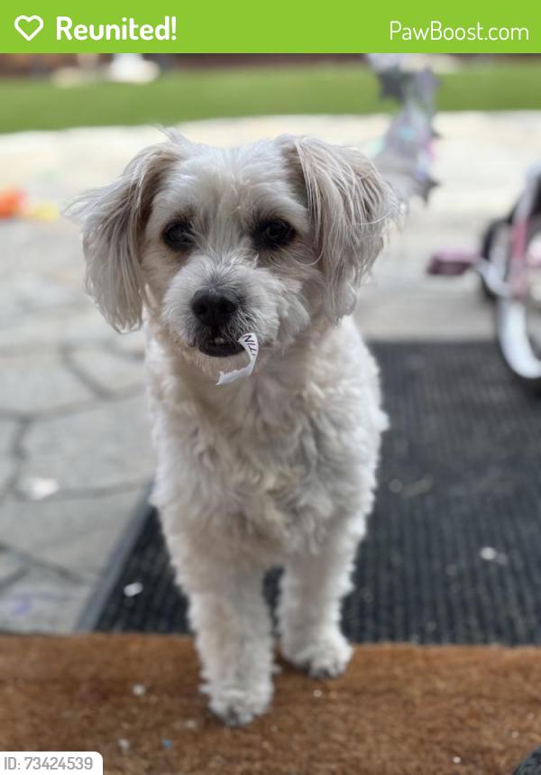 Reunited Female Dog last seen Odell x Ponder, San Diego, CA 92126