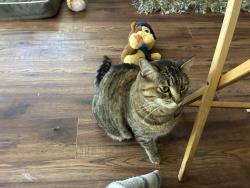 Lost Female Cat last seen Parfett, Littleton, CO 80127