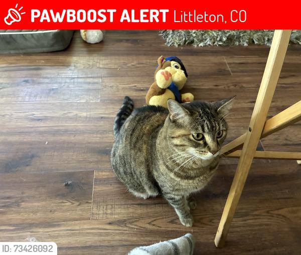 Lost Female Cat last seen Parfett, Littleton, CO 80127