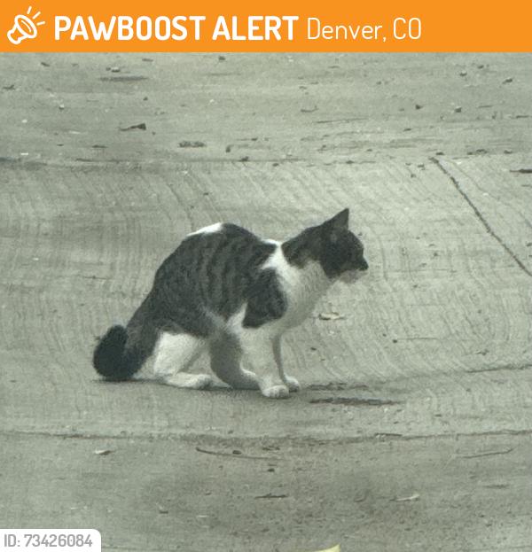 Found/Stray Unknown Cat last seen 36th and Franklin in the alley, Denver, CO 80205