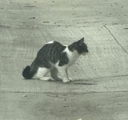 Found/Stray Unknown Cat last seen 36th and Franklin in the alley, Denver, CO 80205