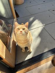 Lost Male Cat last seen Near beauforest, Merriewood area, Oakland, CA 94611