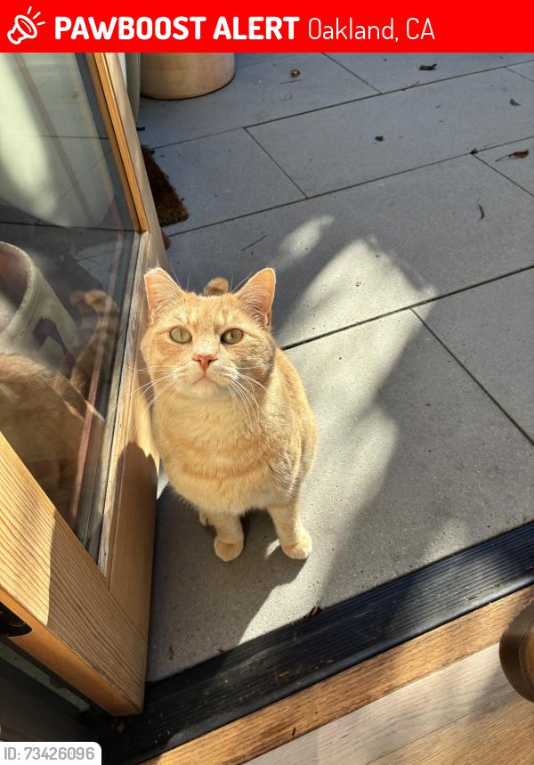 Lost Male Cat last seen Near beauforest, Merriewood area, Oakland, CA 94611