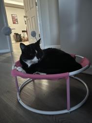 Lost Male Cat last seen Brewer & Raegan rd, Villa Rica, GA 30180