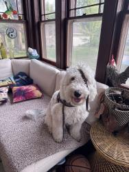 Lost Female Dog last seen Near & central Ave, Osseo, MN 55369