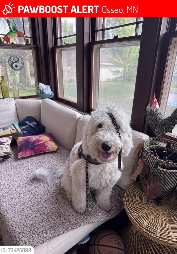 Lost Female Dog last seen Near & central Ave, Osseo, MN 55369