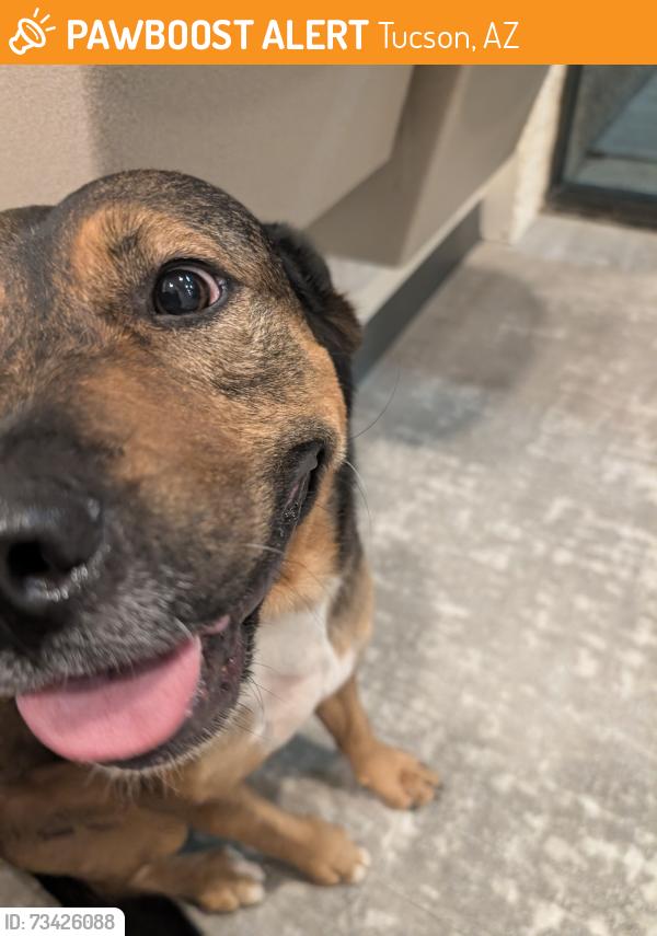 Found/Stray Male Dog last seen 22nd and Kolb, Tucson, AZ 85710