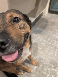 Found/Stray Male Dog last seen 22nd and Kolb, Tucson, AZ 85710