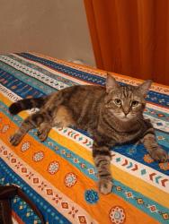 Found/Stray Unknown Cat last seen East 33td, Erie, PA 16504
