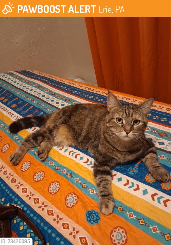 Found/Stray Unknown Cat last seen East 33td, Erie, PA 16504