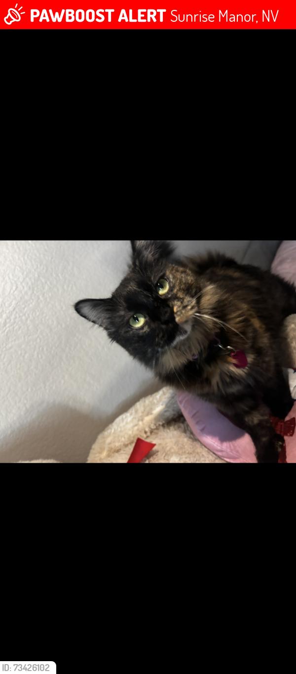 Lost Female Cat last seen Welsey manor, Sunrise Manor, NV 89156