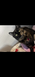 Lost Female Cat last seen Welsey manor, Sunrise Manor, NV 89156