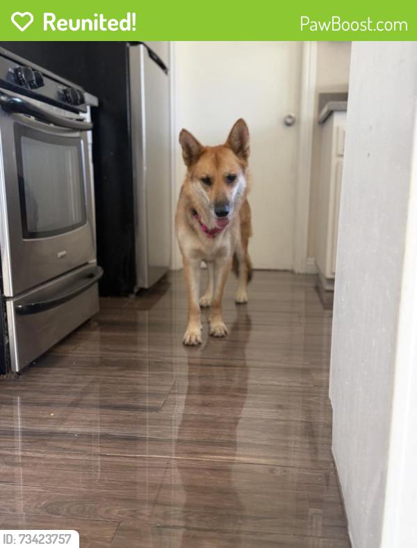 Reunited Female Dog last seen Near N Perris Blvd Perris, CA 92571 United States, Perris, CA 92571