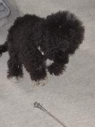 Found/Stray Female Dog last seen Bardsley ave and E street Tulare Ca 93274, Tulare, CA 93274