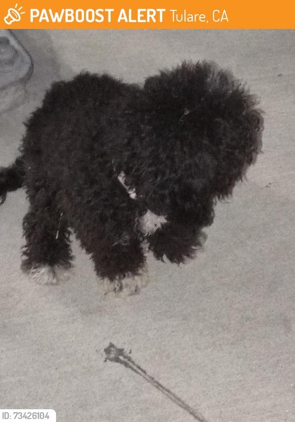 Found/Stray Female Dog last seen Bardsley ave and E street Tulare Ca 93274, Tulare, CA 93274