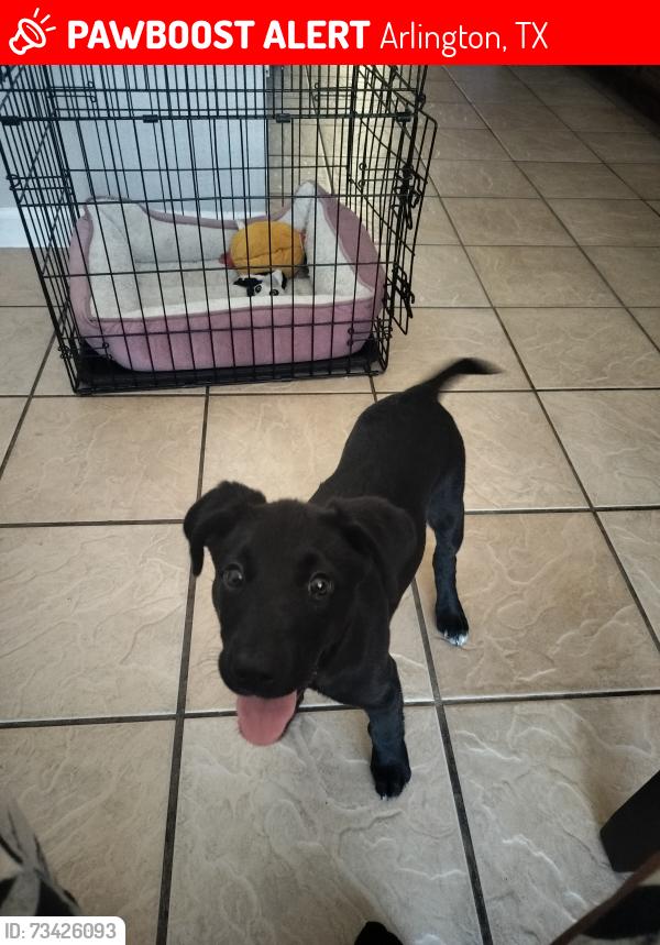 Lost Female Dog last seen S. Green Oaks and Collins, Arlington, TX 76013