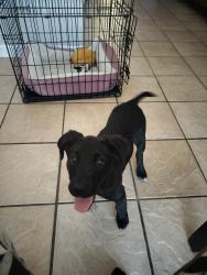 Lost Female Dog last seen S. Green Oaks and Collins, Arlington, TX 76013