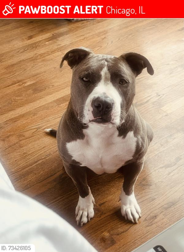 Lost Female Dog last seen Near e bowen ave Chicago IL 60653, Chicago, IL 60653