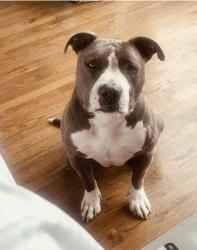 Lost Female Dog last seen Near e bowen ave Chicago IL 60653, Chicago, IL 60653