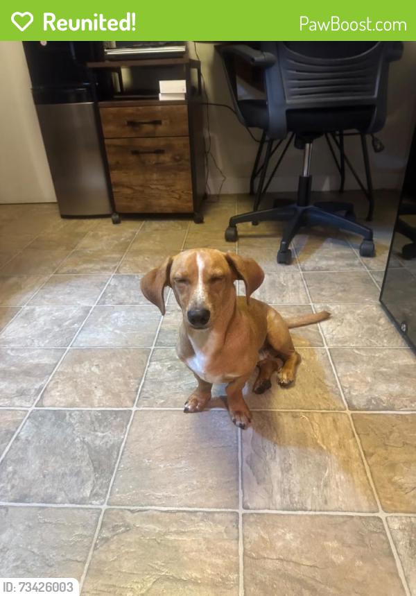Reunited Male Dog last seen Rose Ave, Los Angeles, CA, USA, Los Angeles, CA 90066
