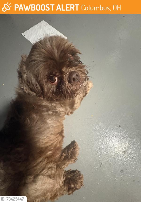 Found/Stray Male Dog last seen Watkins and Pamella, Columbus, OH 43207