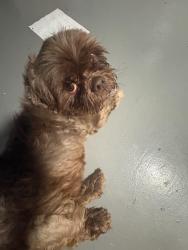 Found/Stray Male Dog last seen Watkins and Pamella, Columbus, OH 43207