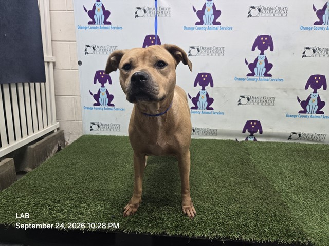 Shelter Stray Female Dog last seen , 2769 Conroy Rd, Orlando, FL 32839, USA