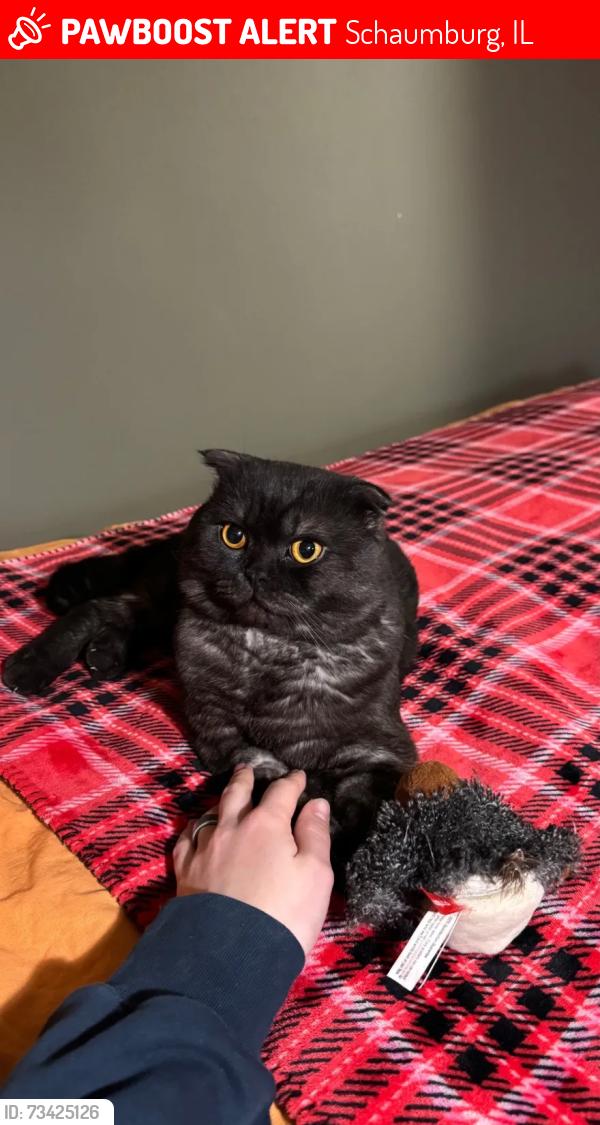Lost Male Cat last seen Lamorak Dr & Burke CT, Schaumburg, IL 60193