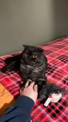 Lost Male Cat last seen Lamorak Dr & Burke CT, Schaumburg, IL 60193