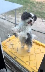 Lost Female Dog last seen Ave 53 and Frederick, Coachella, CA 92236