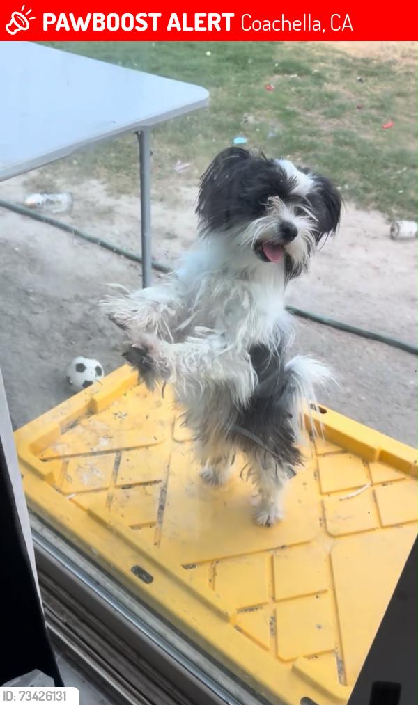 Lost Female Dog last seen Ave 53 and Frederick, Coachella, CA 92236