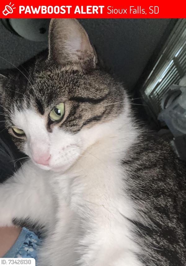 Lost Female Cat last seen Philips, Sioux Falls, SD 57105