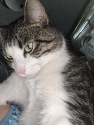Lost Female Cat last seen Philips, Sioux Falls, SD 57105