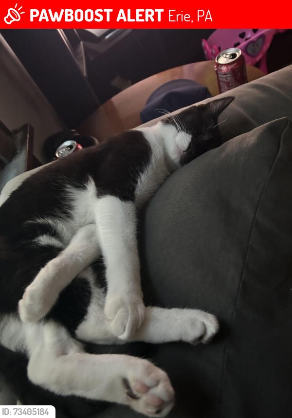 Lost Male Cat last seen speed check gas station on east lake road, Erie, PA 16507