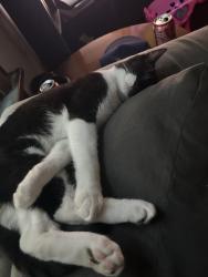 Lost Male Cat last seen speed check gas station on east lake road, Erie, PA 16507