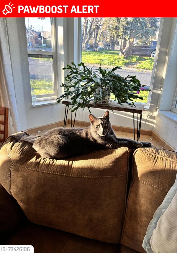 Lost Male Cat last seen 227th and 58th Ave W, Mountlake Terrace, WA 98043