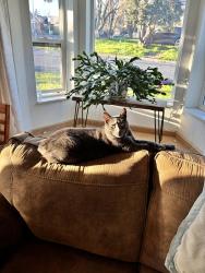 Lost Male Cat last seen 227th and 58th Ave W, Mountlake Terrace, WA 98043