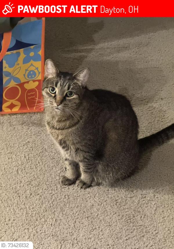 Lost Female Cat last seen Near Leo St, Dayton, OH 45404 (parking lot next to Taco Bell), Dayton, OH 45404