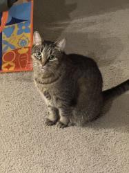 Lost Female Cat last seen Near Leo St, Dayton, OH 45404 (parking lot next to Taco Bell), Dayton, OH 45404