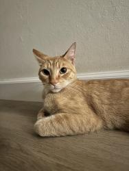 Reunited Male Cat last seen Rosebay, Encinitas, CA 92024